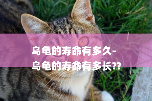 烏龜的壽命有多久-
烏龜的壽命有多長??