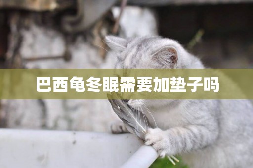 巴西龜冬眠需要加墊子嗎