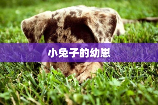 小兔子的幼崽