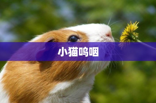 小貓嗚咽