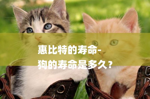 惠比特的壽命-
狗的壽命是多久？
