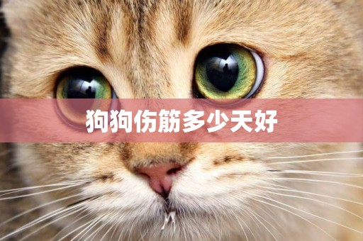 狗狗傷筋多少天好
