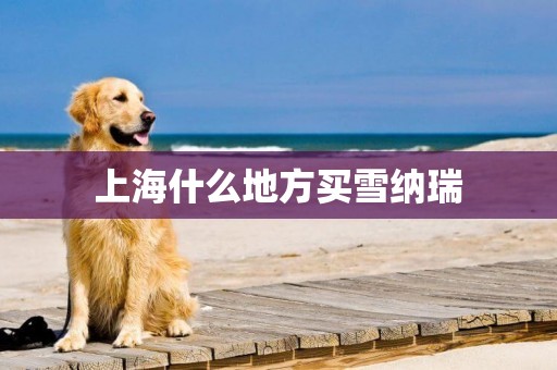 上海什么地方買雪納瑞