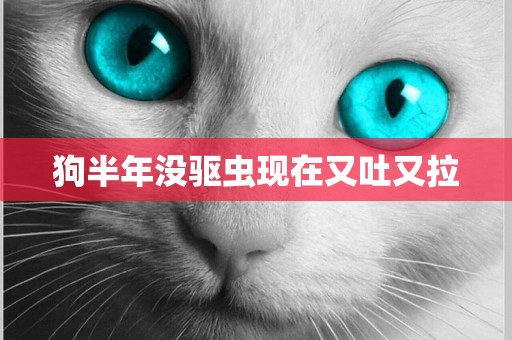狗半年沒驅蟲現在又吐又拉