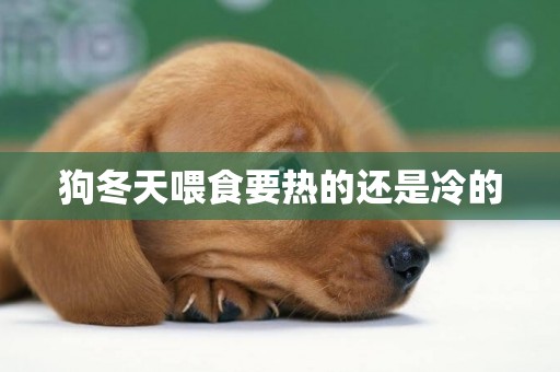 狗冬天喂食要熱的還是冷的