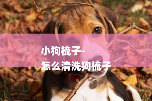 小狗梳子-
怎么清洗狗梳子
