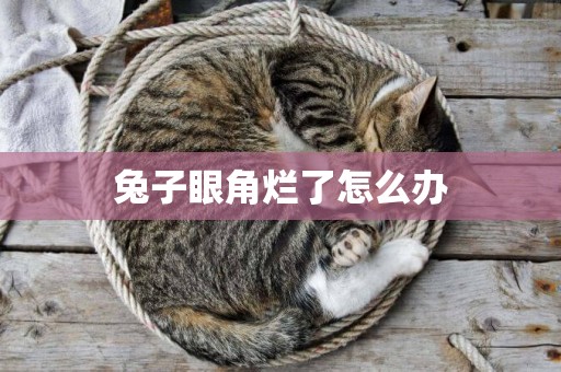 兔子眼角爛了怎么辦