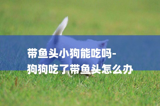 帶魚頭小狗能吃嗎-
狗狗吃了帶魚頭怎么辦