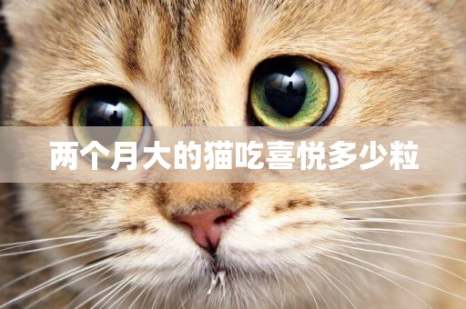 兩個月大的貓吃喜悅多少粒