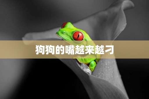 狗狗的嘴越來越刁