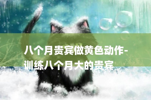 八個月貴賓做黃色動作-
訓練八個月大的貴賓