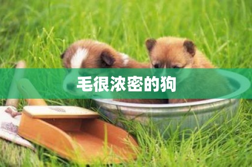 毛很濃密的狗