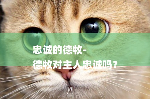 忠誠的德牧-
德牧對主人忠誠嗎？