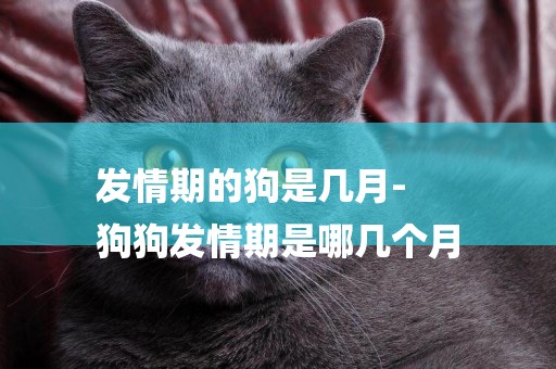 發情期的狗是幾月-
狗狗發情期是哪幾個月