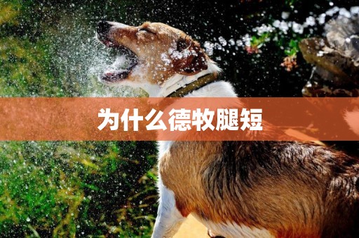 為什么德牧腿短