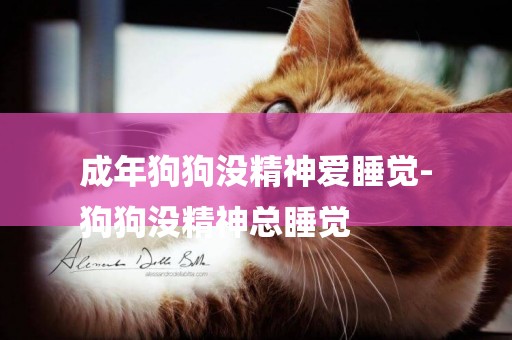 成年狗狗沒精神愛睡覺-
狗狗沒精神總睡覺