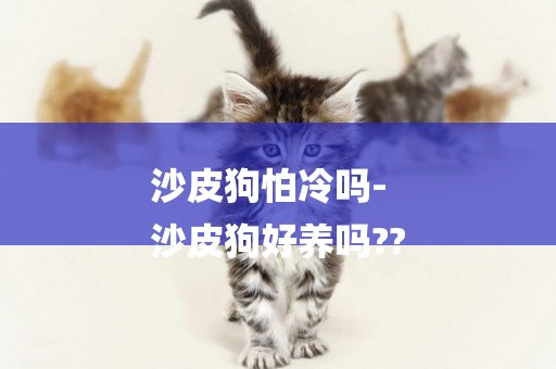 沙皮狗怕冷嗎-
沙皮狗好養嗎??