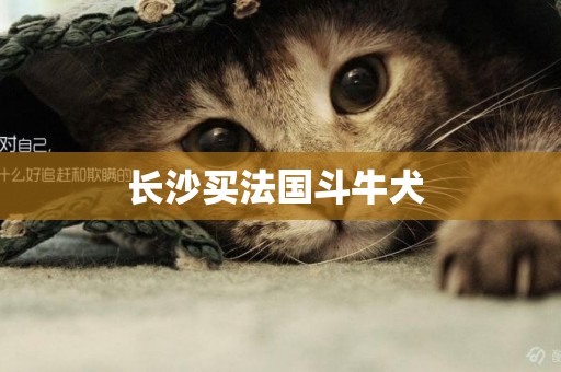 長沙買法國斗牛犬 