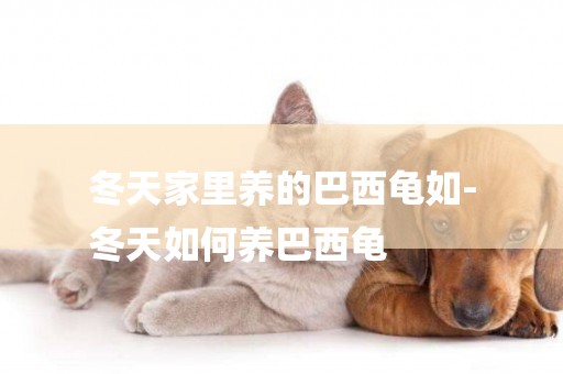 冬天家里養的巴西龜如-
冬天如何養巴西龜