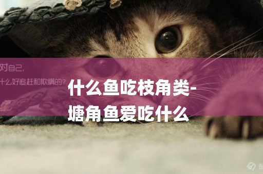 什么魚吃枝角類-
塘角魚愛吃什么