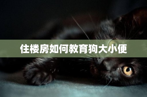 住樓房如何教育狗大小便