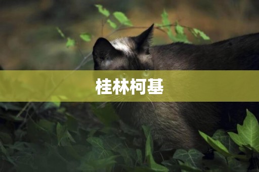 桂林柯基