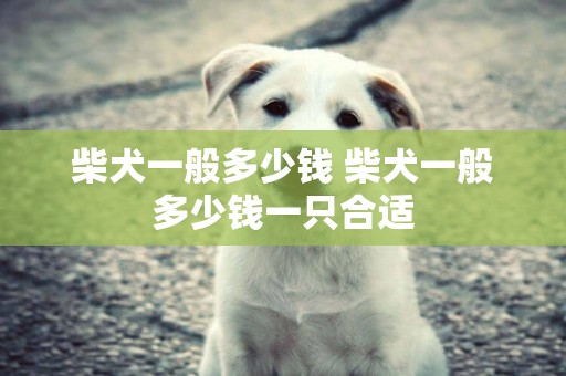 柴犬一般多少錢 柴犬一般多少錢一只合適