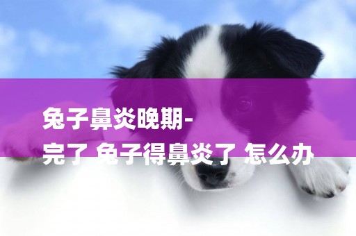 兔子鼻炎晚期-
完了 兔子得鼻炎了 怎么辦