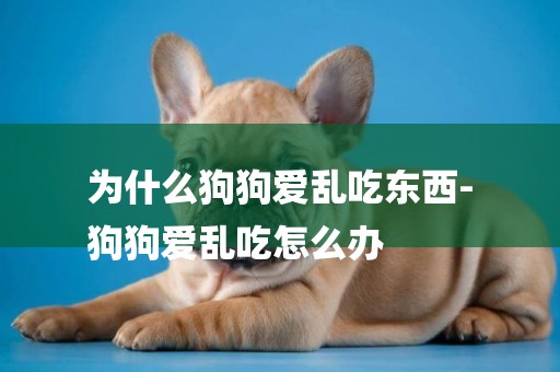 為什么狗狗愛亂吃東西-
狗狗愛亂吃怎么辦