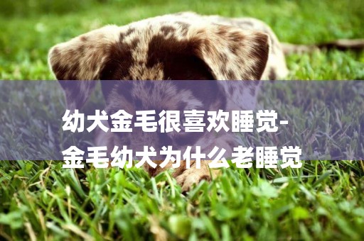 幼犬金毛很喜歡睡覺-
金毛幼犬為什么老睡覺