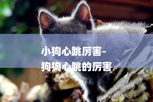 小狗心跳厲害-
狗狗心跳的厲害