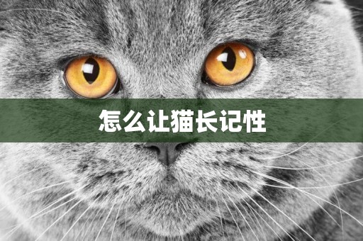 怎么讓貓長記性