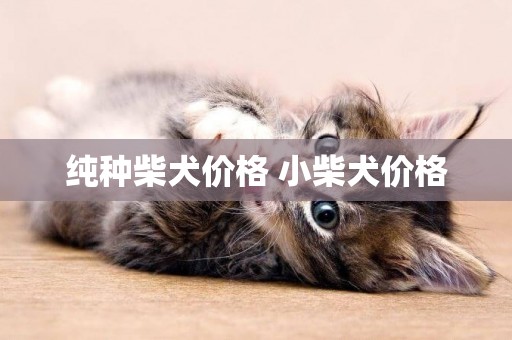 純種柴犬價格 小柴犬價格