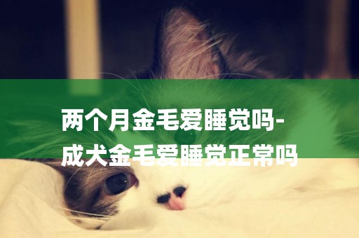 兩個月金毛愛睡覺嗎-
成犬金毛愛睡覺正常嗎