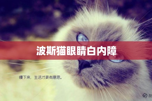 波斯貓眼睛白內障