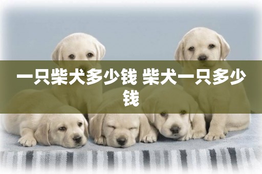 一只柴犬多少錢 柴犬一只多少錢