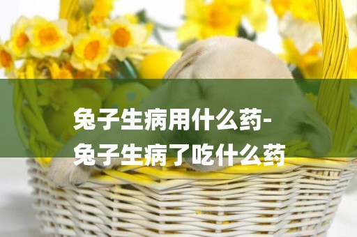 兔子生病用什么藥-
兔子生病了吃什么藥