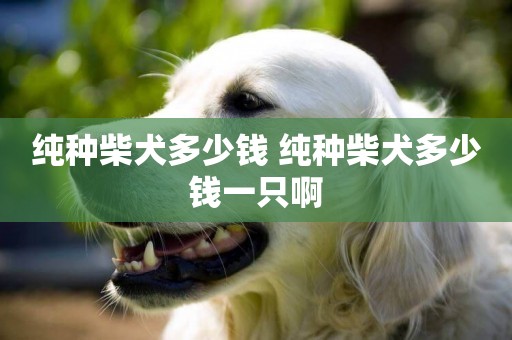 純種柴犬多少錢 純種柴犬多少錢一只啊