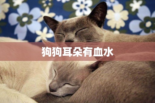 狗狗耳朵有血水
