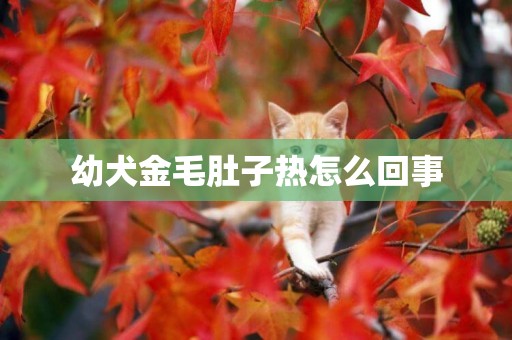 幼犬金毛肚子熱怎么回事