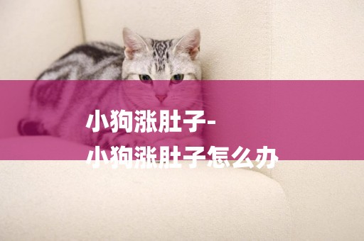 小狗漲肚子-
小狗漲肚子怎么辦