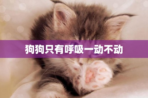 狗狗只有呼吸一動不動