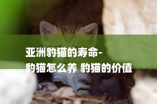 亞洲豹貓的壽命-
豹貓怎么養 豹貓的價值