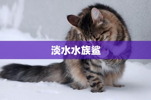 淡水水族鯊