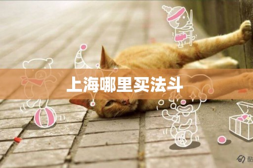 上海哪里買法斗 