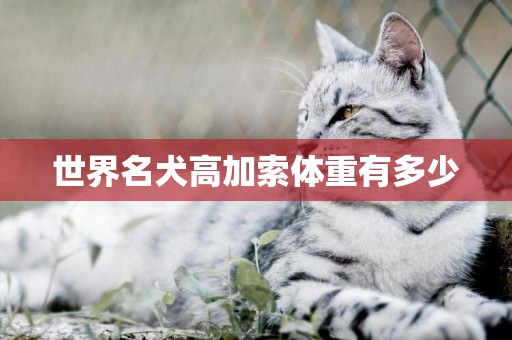 世界名犬高加索體重有多少