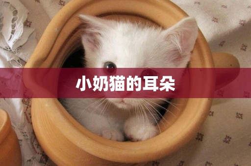 小奶貓的耳朵