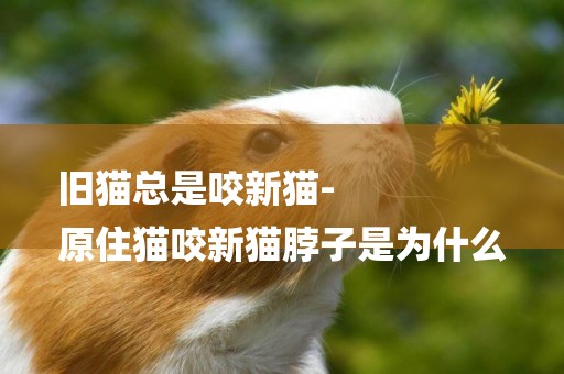 舊貓總是咬新貓-
原住貓咬新貓脖子是為什么