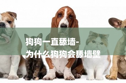 狗狗一直舔墻-
為什么狗狗會舔墻壁