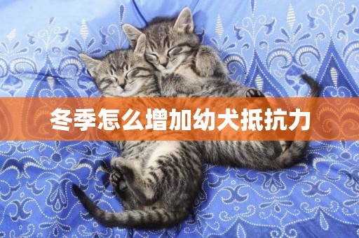冬季怎么增加幼犬抵抗力